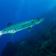 caraibes_49