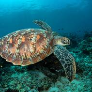 lembeh_05