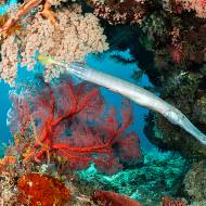 lembeh_07