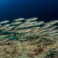 lembeh_08