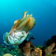 lembeh_09