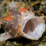 lembeh_104