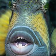 lembeh_105