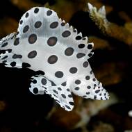 lembeh_106