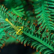lembeh_107