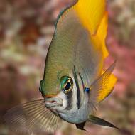 lembeh_108