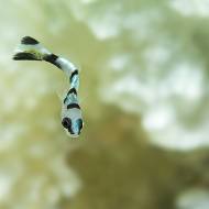 lembeh_109