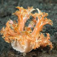 lembeh_110