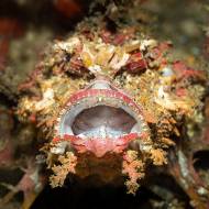 lembeh_111