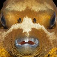 lembeh_112