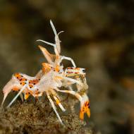 lembeh_113