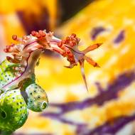 lembeh_119