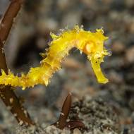 lembeh_120