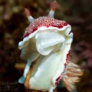 lembeh_121