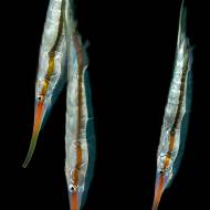 lembeh_122