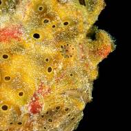 lembeh_123