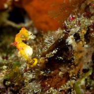 lembeh_13