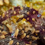 lembeh_17