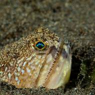 lembeh_23