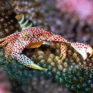 lembeh_28