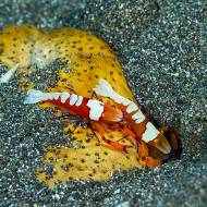 lembeh_33