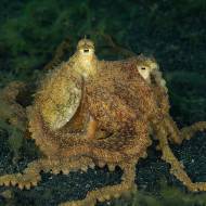 lembeh_37