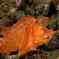 lembeh_44