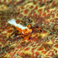 lembeh_50