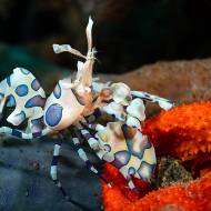 lembeh_51