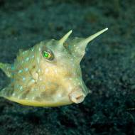 lembeh_53