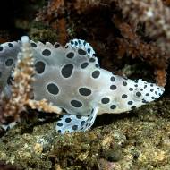 lembeh_57