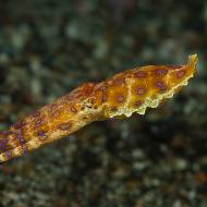 lembeh_60