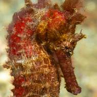 LEMBEH