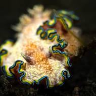 lembeh_62