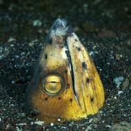 lembeh_66