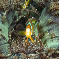 lembeh_72