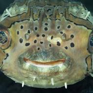 lembeh_74