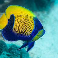 lembeh_76
