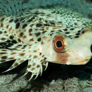 lembeh_78