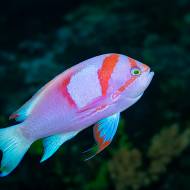 lembeh_84
