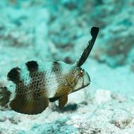 lembeh_85