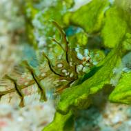 lembeh_86