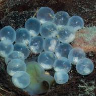 lembeh_87