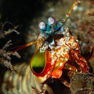 lembeh_88