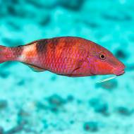 lembeh_90