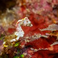 lembeh_91