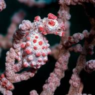 lembeh_92