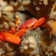 lembeh_93