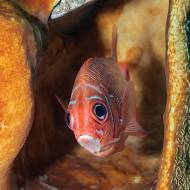 lembeh_94