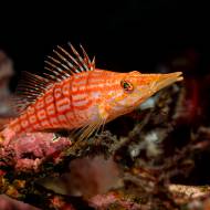 lembeh_95
